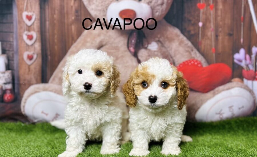 Cavapoo Breeders UK