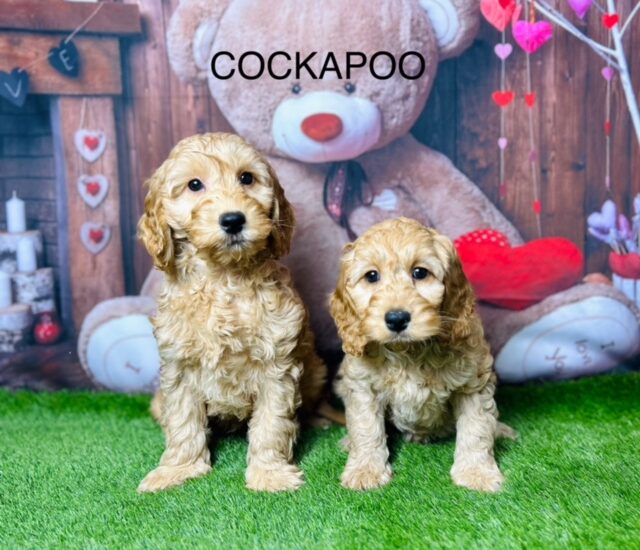 Cockapoo Breeders UK