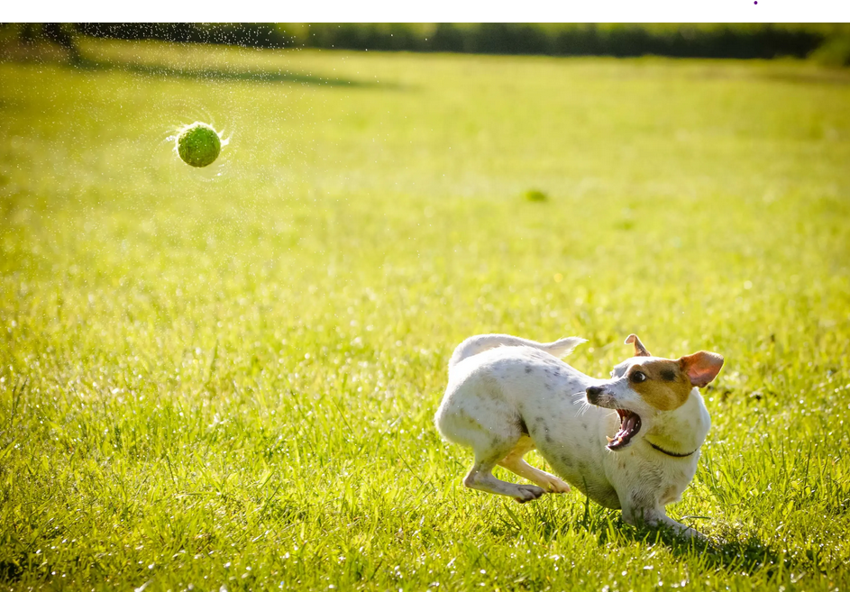 Dog Poop Service