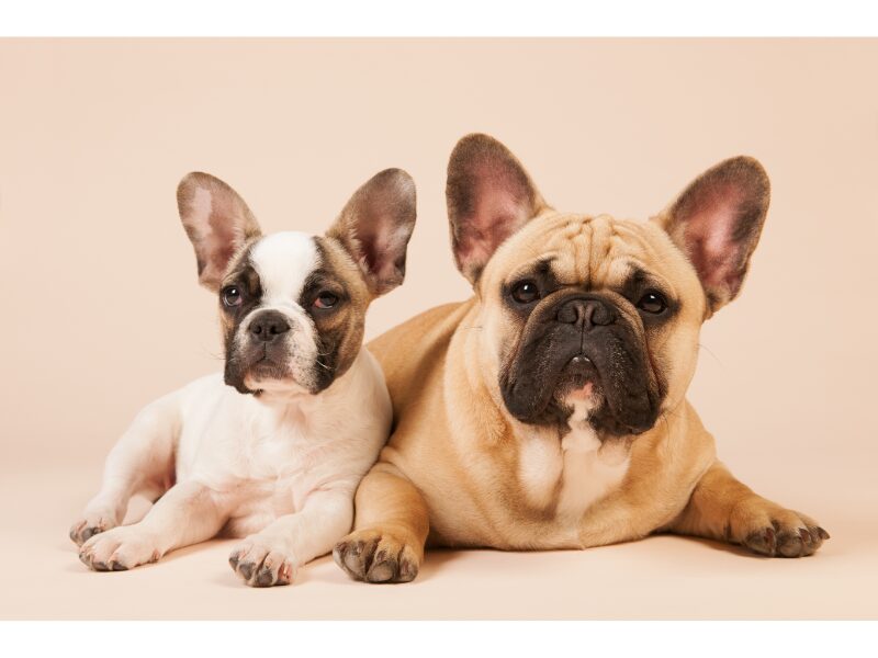 French Bulldog Puppies For Sale In Ohio