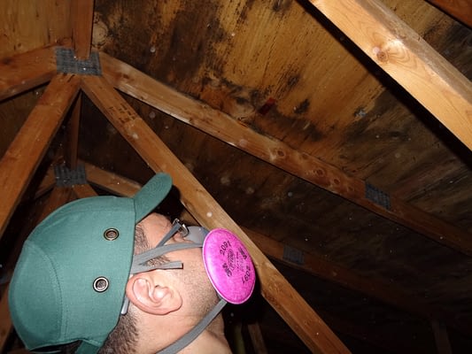 attic mold inspection - absolute mold remediation ltd - burlington