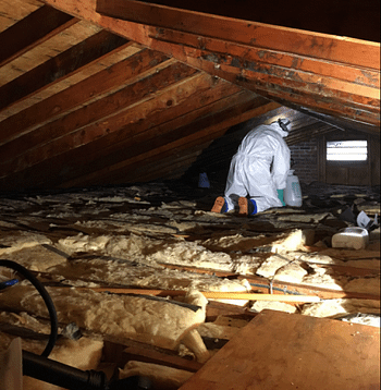 attic mold removal - absolute mold remediation ltd - burlington