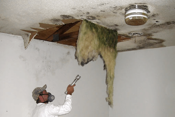 ceiling mold inspection - absolute mold remediation ltd - burlington