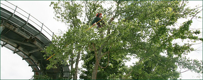 commercial tree services - aaa tree experts - charlotte nc