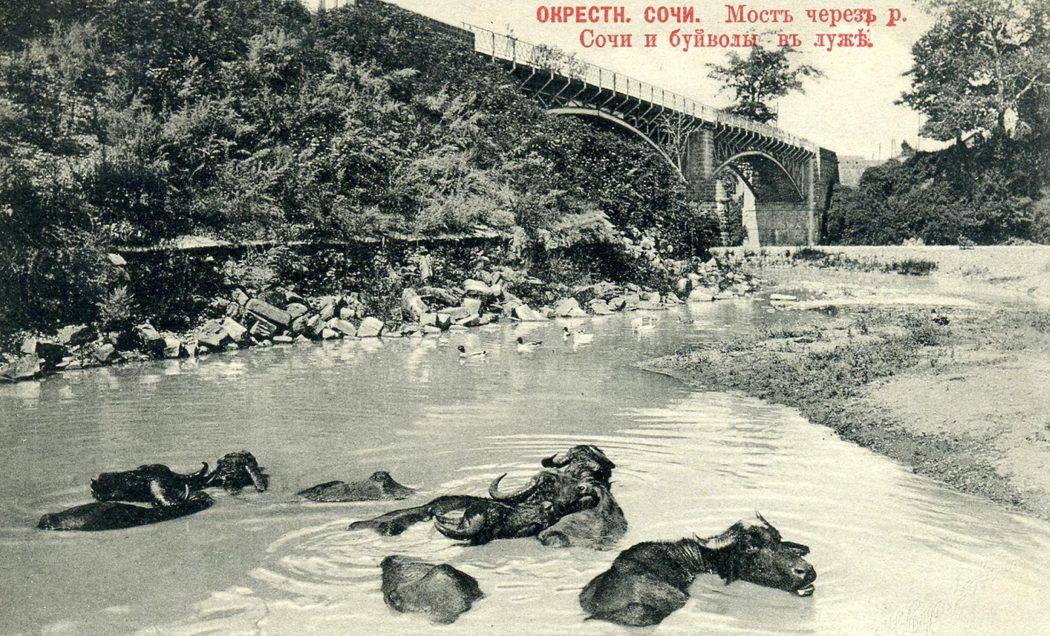 Мост через реку Сочи и буйволы в луже